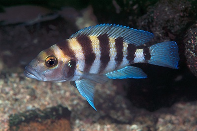 Neolamprologus sexfasciatus 'Fulwe Rocks'